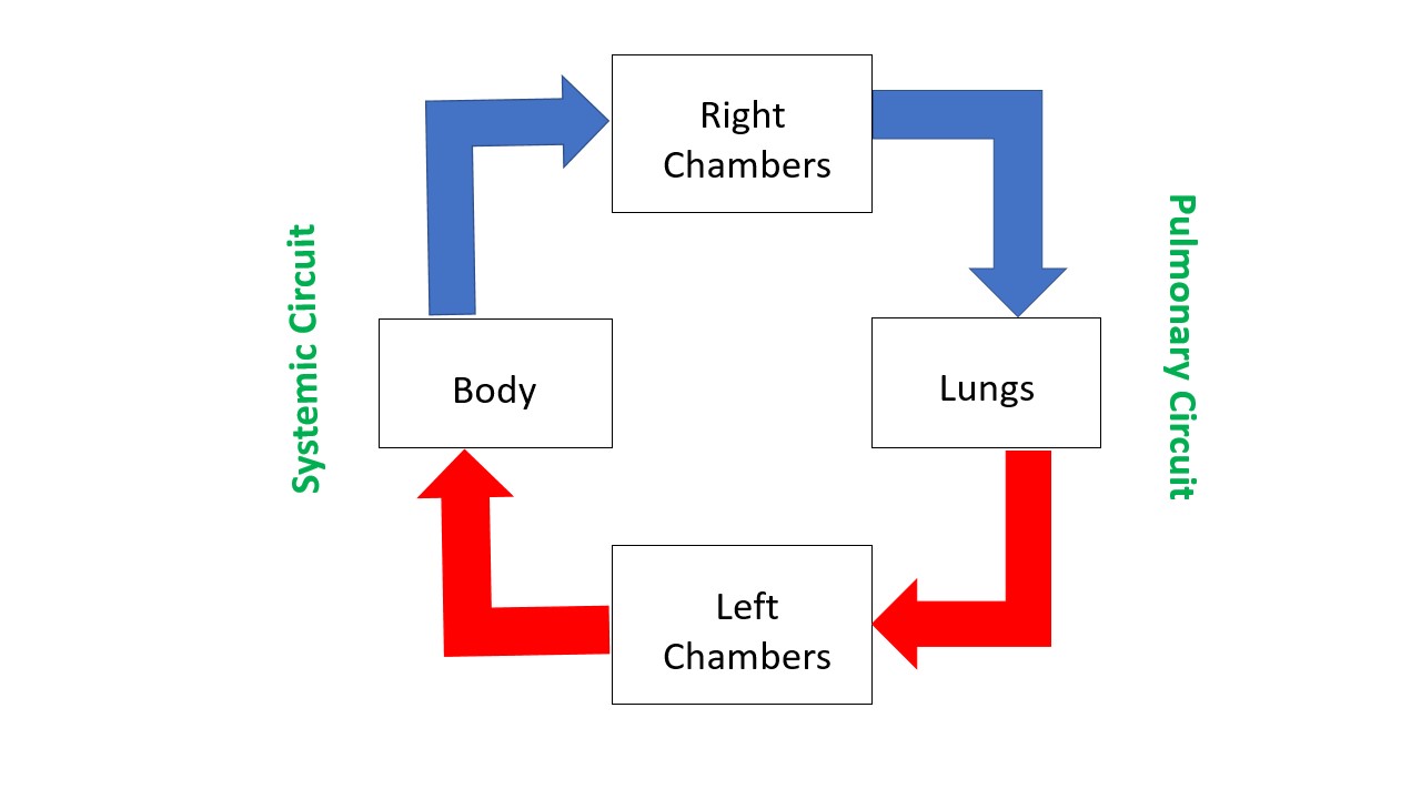 Figure 2: Two parallel circuits: systemic and pulmonary.