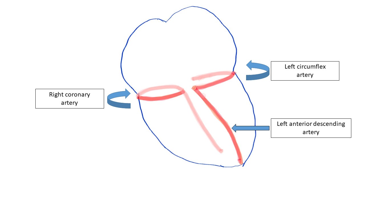 Figure 1: Blood supply to the heart 