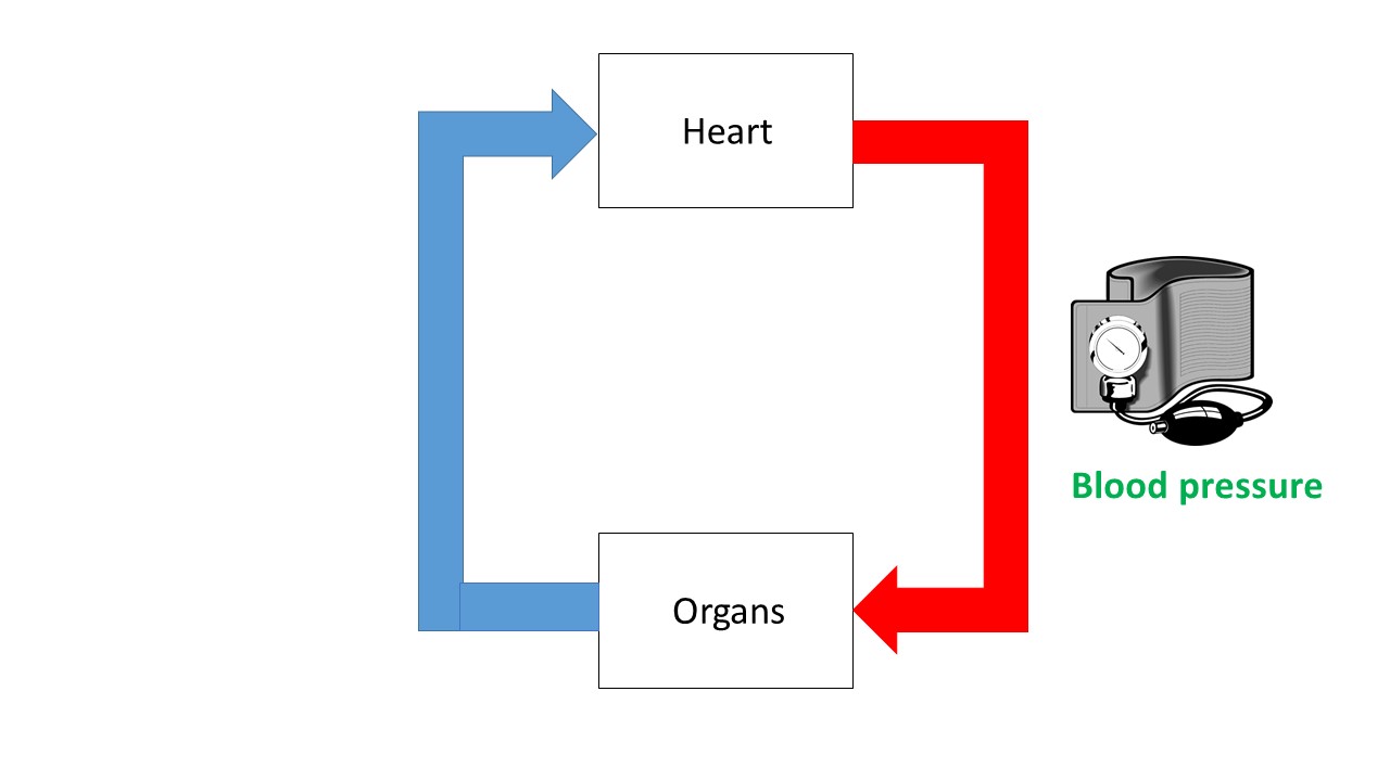 Figure 2: Blood keeps moving as more blood is pushed through with each heart-beat